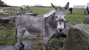 'Sheer neglect': Donkey rescued in Limerick had suffered 'horrific head injuries'