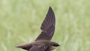 Limerick birdwatchers encouraged to report sightings of swifts in their area 