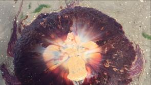 Irish Coastguard warning after number of 'painful stings' from Lion's Mane jellyfish 