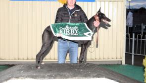 Con and Anne Kirby Memorial Stake down to semi-final stage at Limerick Stadium