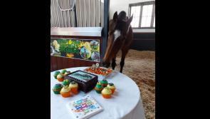 Happy birthday, horse! Photo of legendary Limerick racehorse goes viral