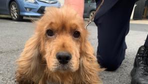 Puppy love: Limerick gardai recover stolen Spaniel
