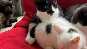 Over 100 cats and kittens need adopting, says Irish animal charity 