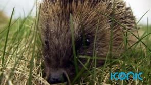 Study finds hedgehogs carry a type of MRSA which causes 1 in 200 human infections