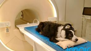 New research shows dogs can detect speech and distinguish between languages