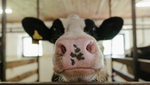 Calls for milk price rise and bonus for Limerick dairy farmers