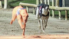New title sponsor announced for Irish St Leger at Limerick Greyhound Stadium