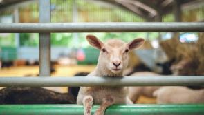 'It's a great honour' - Ireland to co-host major international conference on livestock sustainability
