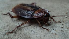 Warning issued to public over threat of cockroaches during cold weather