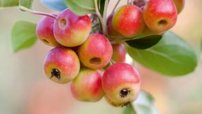 Wild About Wildlife: Discovering nature in Limerick wetlands