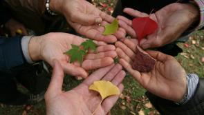 Dozens of Irish NGOs receive over €1 million funding for anti-racism projects