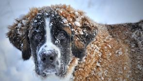 'Please keep an eye out' - Animal rescue urges people to shelter pets and strays during cold spell