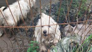 Couple convicted of animal cruelty banned from owning dogs for a decade