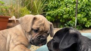 Taoiseach Simon Harris' parents rescue the 'world's cutest' puppies!