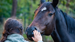 'Your kindness may kill' - People warned against feeding horses grass cuttings