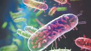 Childcare facility in County Limerick forced to close temporarily over E.coli outbreak