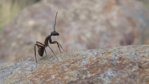 ALERT: People warned over flying ants phenomenon to hit Ireland in weeks