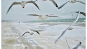  Public warned of 'aggressive behaviour and infection' from certain birds this Autumn 