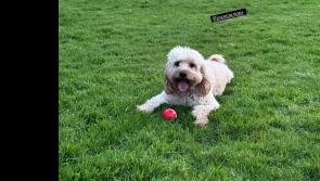 Rugby star Conor Murray issues appeal after his dog goes missing in Limerick 