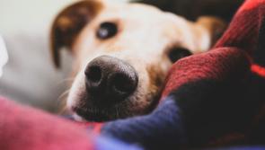 Halloween tips to keep your pets calm and safe this spooky season