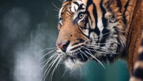 Fota Wildlife park announce arrival of two year old critically endangered Sumatran Tiger