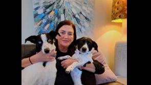 Limerick councillors back scheme for pet-friendly businesses