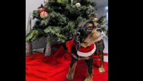 Volunteers giving their time to care for animals in Limerick this Christmas and New Years