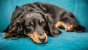 Special event as ‘Blessing of Animals’ to take place in Limerick city school
