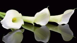 Deaths in Limerick - November 23, 2018