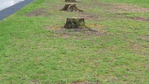 Limerick man ‘cut up’ over chopping down of trees
