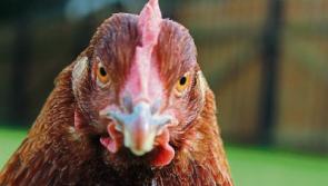 Feathered friends in need of families in Limerick 