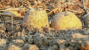 Green Fingers: It’s harvest time again in the veggie patch