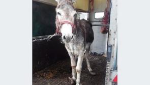 ISPCA appeal for information on neglected donkey found in Limerick