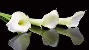 Recent deaths in Limerick