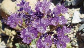 Deaths in Limerick - April 10, 2017