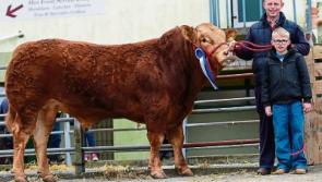 ‘You simply can’t beat breeding’: Three Limerick generations celebrate success