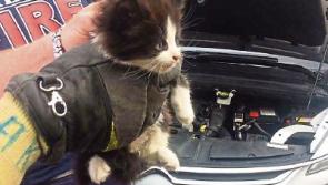 Catastrophe averted! Limerick Fire Service carry out purrfect rescue