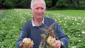Limerick man Christy's model garden is the wonder of the locality