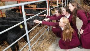 Limerick school girls pioneer 'wellies to bellies' in Angus competition