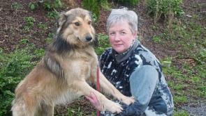 ‘There is a stray dog crisis’: Limerick Animal Welfare issues appeal