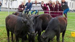 A big year on the farm for students at Limerick school