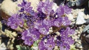 Deaths in Limerick - May 28, 2018