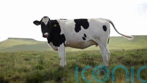 ‘Bogey-man’ agriculture sector will play part in climate change fight – minister