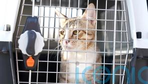 Football’s not coming home after England World Cup exit but Dave the cat is