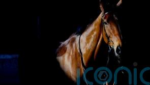 Dance ‘incredibly proud’ of Bravemansgame’s Cheltenham defeat