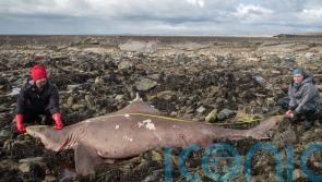 Scientist ‘couldn’t believe’ discovery of rare shark on Irish shore