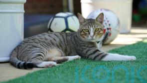 England mascot Dave the cat supporting Lionesses from his new home