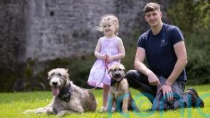 Irish wolfhounds settle into their new home at Co Clare castle