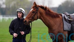 State Man ‘doing everything right’ ahead of Champion Hurdle
