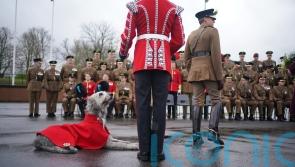 Irish Guards cheer for absent Princess of Wales at St Patrick’s Day parade